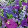 MRS Seeds & Mixtures Zomerbloemen - Blauwe Tinten Mix -Graszaad Direct Tuins Winkel image 120