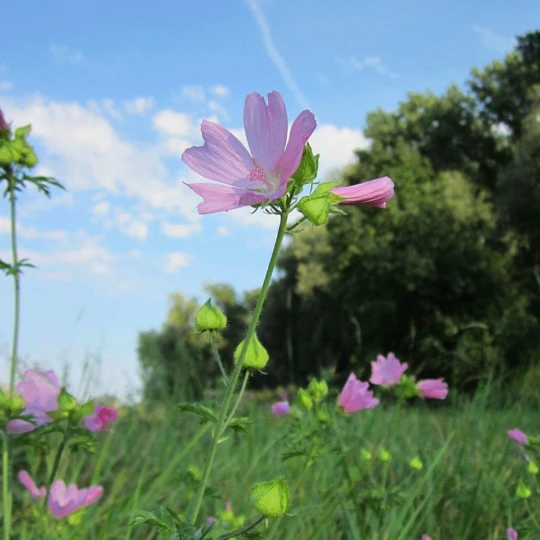 MRS Seeds & Mixtures Bosrand Bloemenmengsel Schaduw Inheems - Meerjarig 3 MRS Seeds & Mixtures Bosrand Bloemenmengsel Schaduw Inheems - Meerjarig
