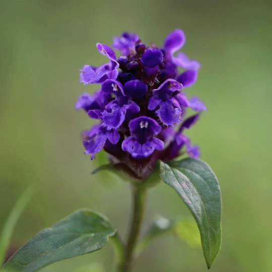 MRS Seeds & Mixtures Bosrand Bloemenmengsel Schaduw Inheems - Meerjarig 4 MRS Seeds & Mixtures Bosrand Bloemenmengsel Schaduw Inheems - Meerjarig - Afbeelding 2