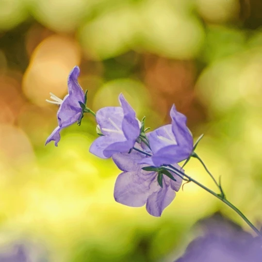 MRS Seeds & Mixtures Bosrand Bloemenmengsel Schaduw Inheems - Meerjarig 6 MRS Seeds & Mixtures Bosrand Bloemenmengsel Schaduw Inheems - Meerjarig - Afbeelding 4