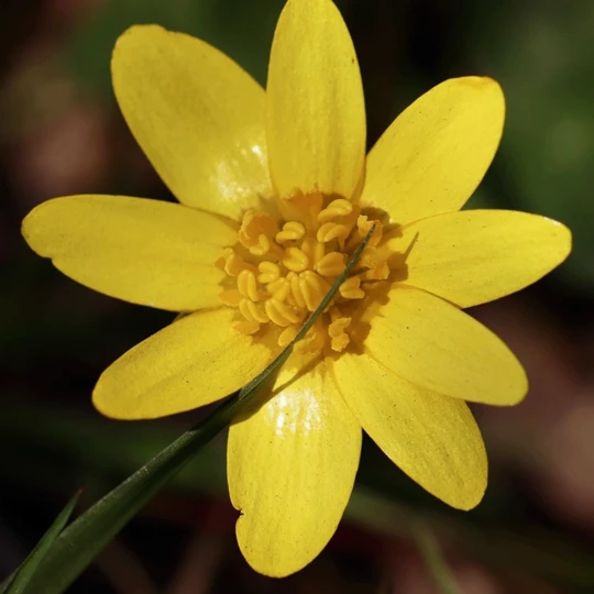 MRS Seeds & Mixtures Bosrand Bloemenmengsel Schaduw Inheems - Meerjarig 8 MRS Seeds & Mixtures Bosrand Bloemenmengsel Schaduw Inheems - Meerjarig - Afbeelding 6