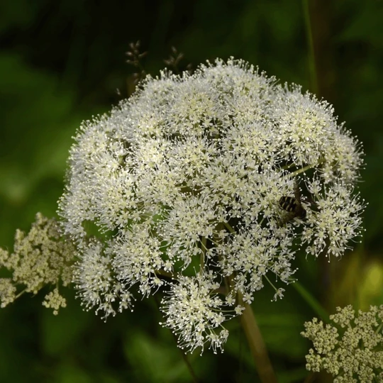 MRS Seeds & Mixtures Bosrand Bloemenmengsel Schaduw Inheems - Meerjarig 9 MRS Seeds & Mixtures Bosrand Bloemenmengsel Schaduw Inheems - Meerjarig - Afbeelding 7