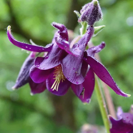 MRS Seeds & Mixtures Bosrand Bloemenmengsel Schaduw Inheems - Meerjarig 10 MRS Seeds & Mixtures Bosrand Bloemenmengsel Schaduw Inheems - Meerjarig - Afbeelding 8