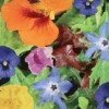 MRS Seeds & Mixtures Eetbare Bloemen Mix -Graszaad Direct Tuins Winkel image 132