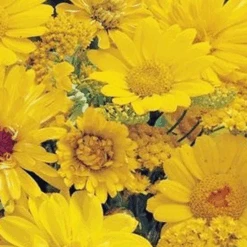MRS Seeds & Mixtures Zomerbloemen Gele Tinten - Mix