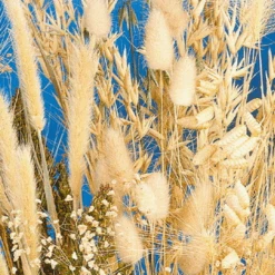 MRS Seeds & Mixtures Siergrassenmengsel