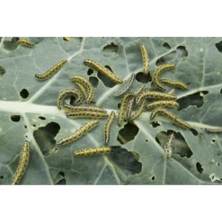 ECOstyle Aaltjes Tegen Rupsen -Graszaad Direct Tuins Winkel image 144